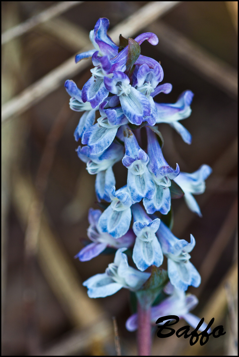 Corydalis cava